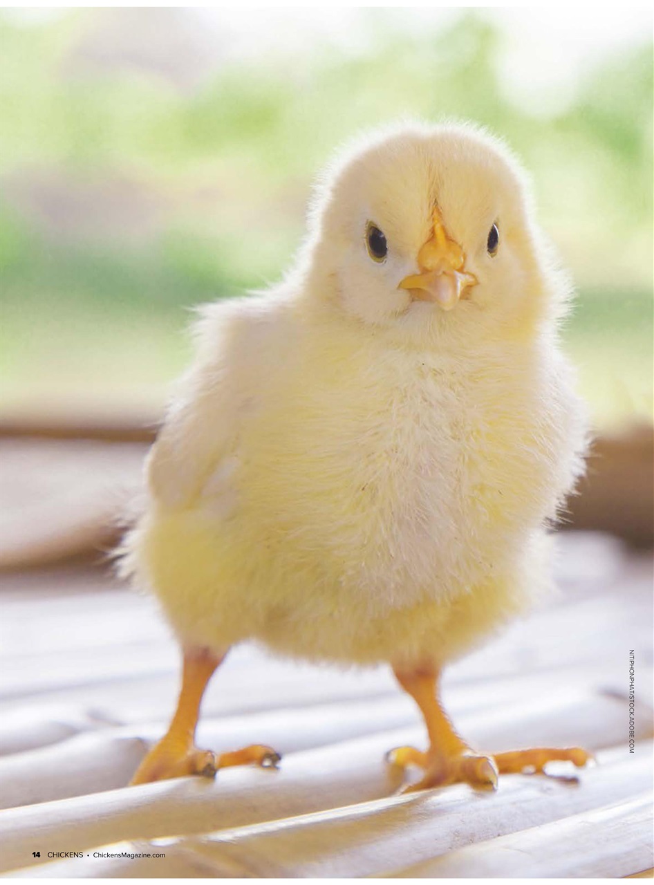 Chickens Magazine Preview Pages