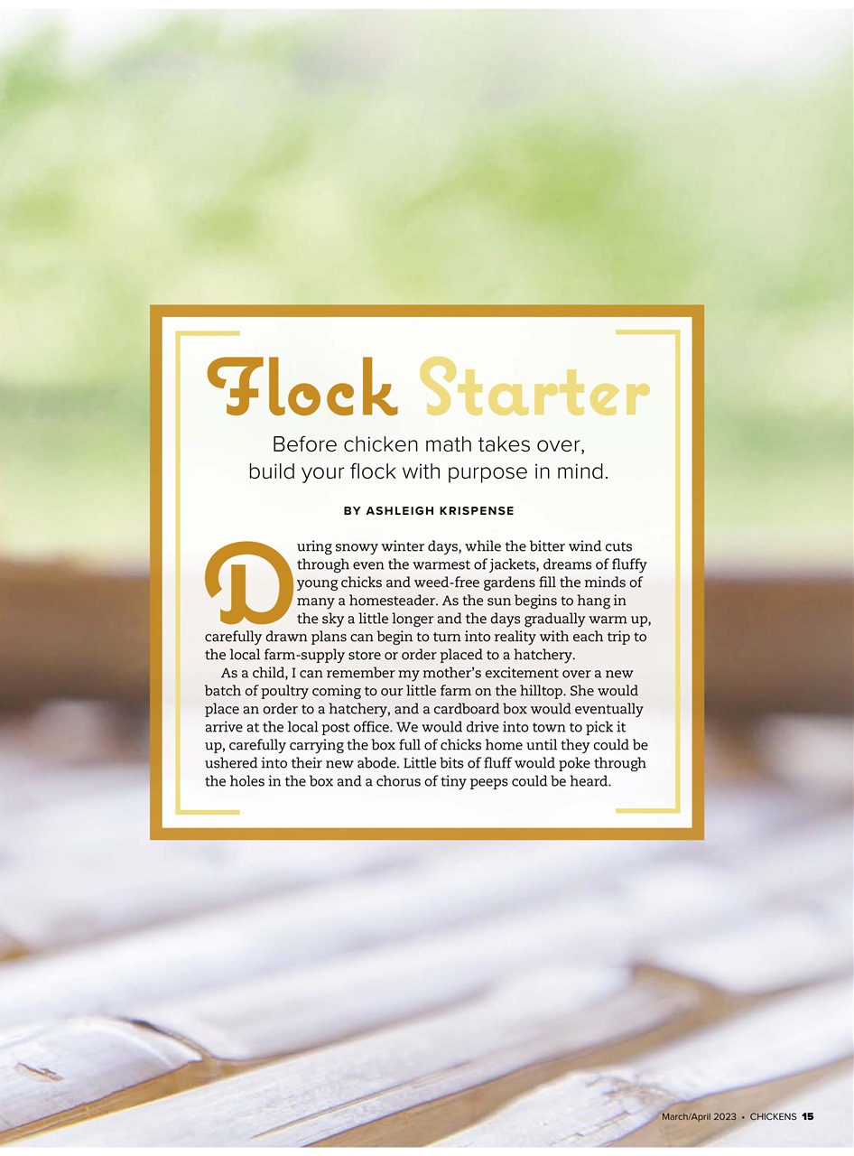 Chickens Magazine Preview Pages