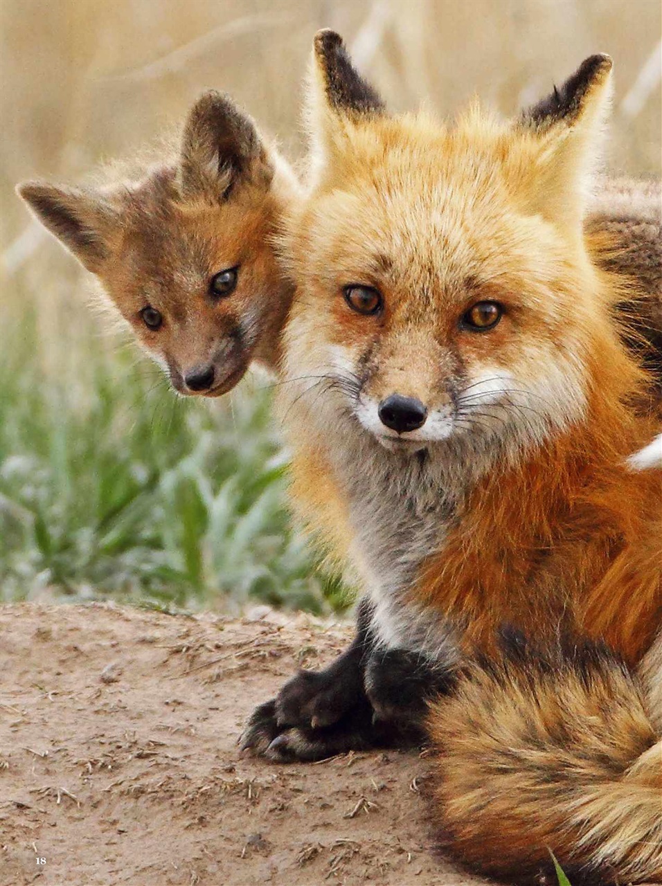 Radio Times Preview Pages