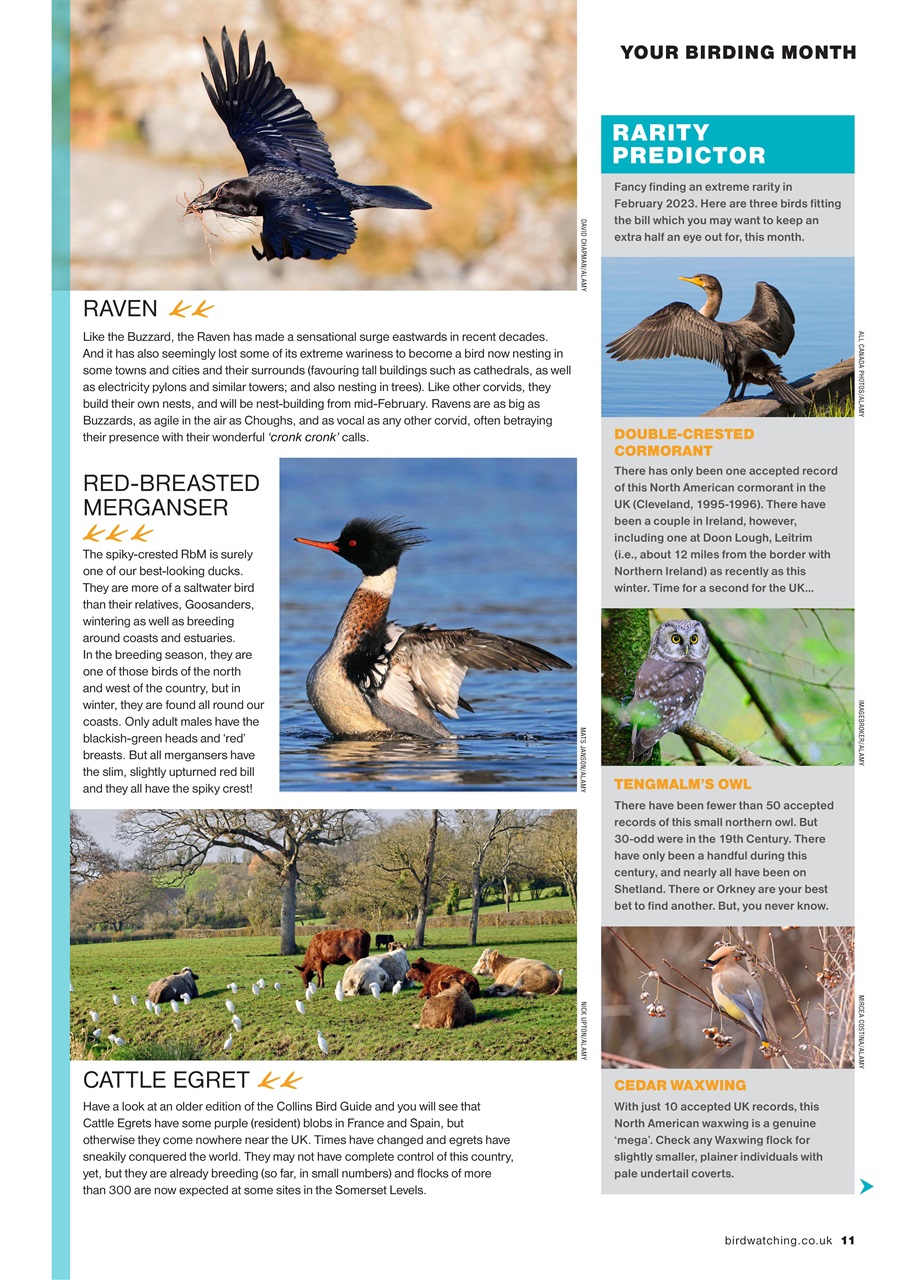 Bird Watching Preview Pages