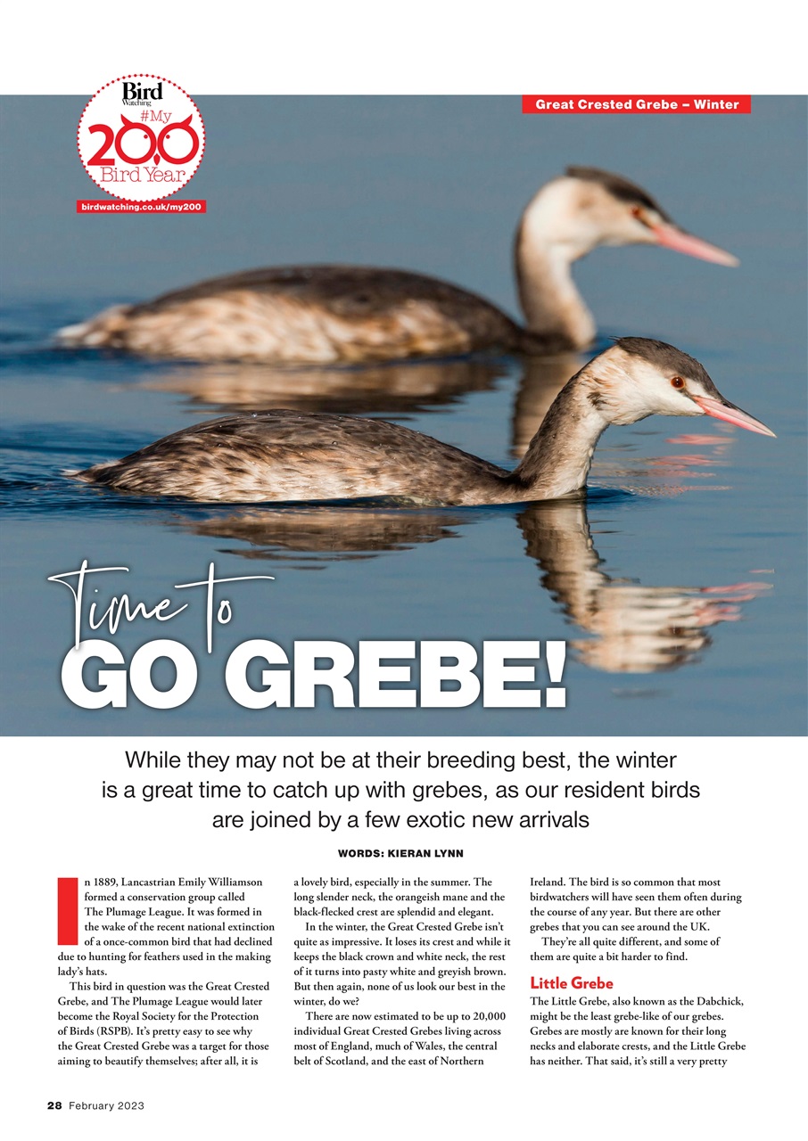 Bird Watching Preview Pages