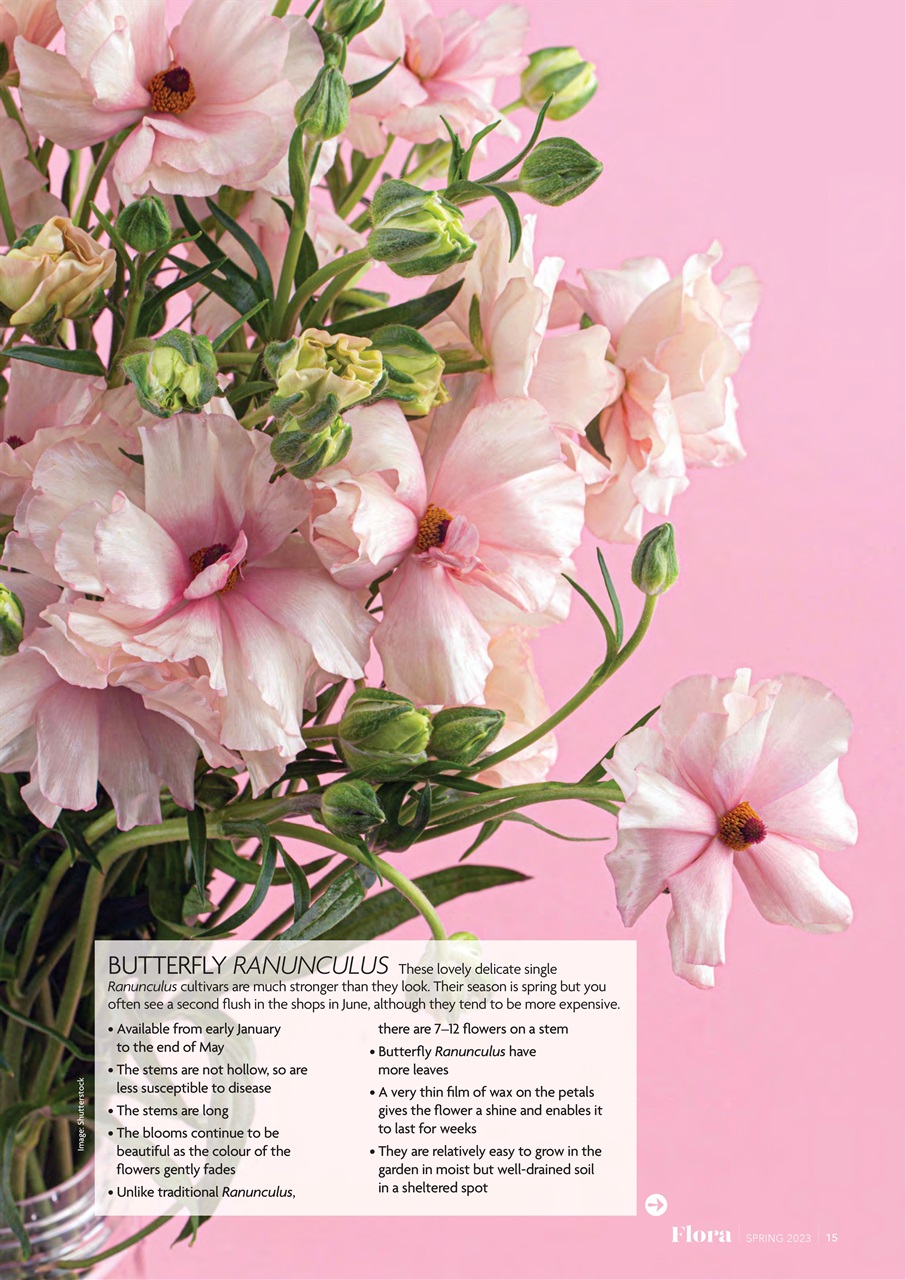 Flora International Preview Pages