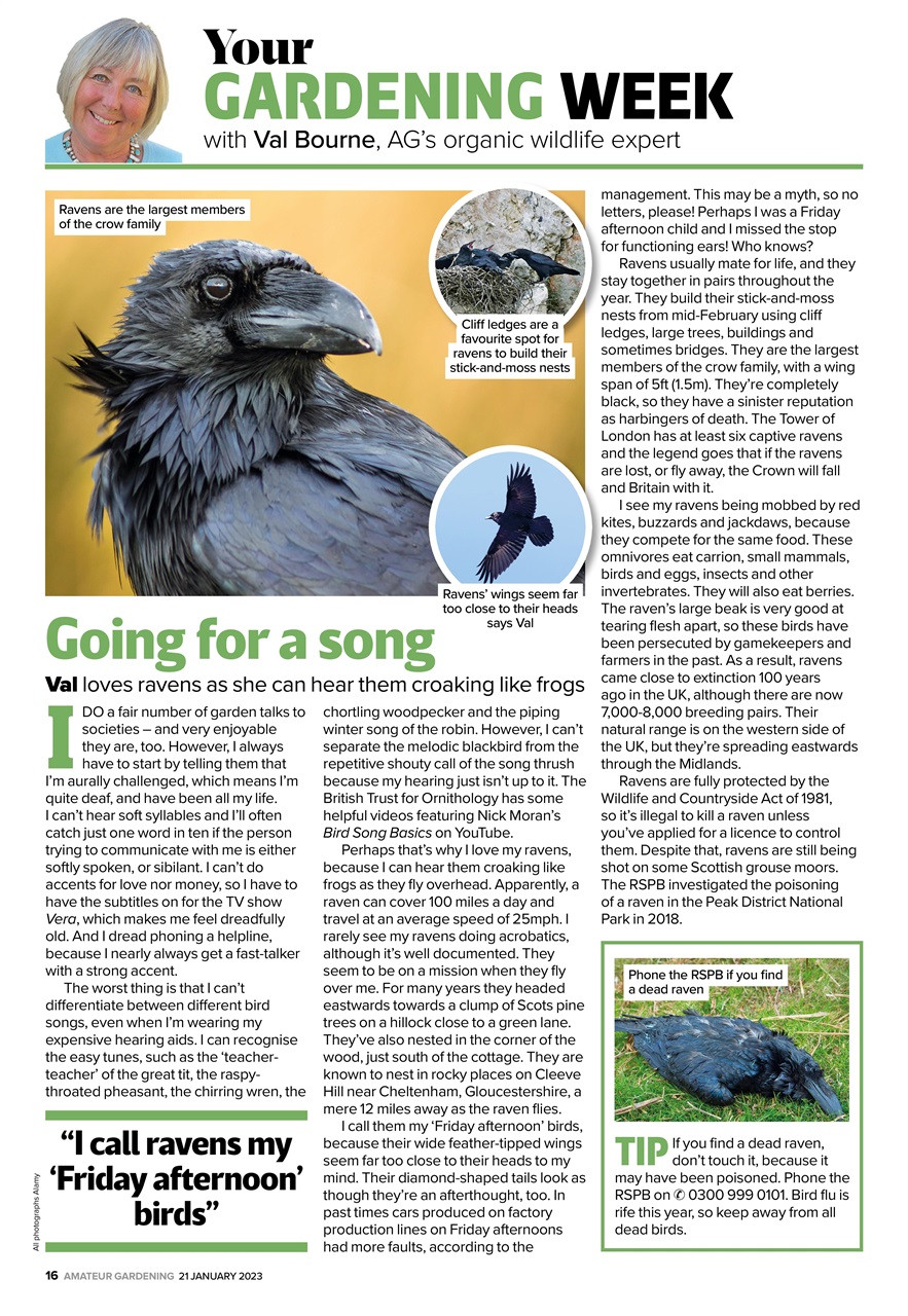 Amateur Gardening Preview Pages