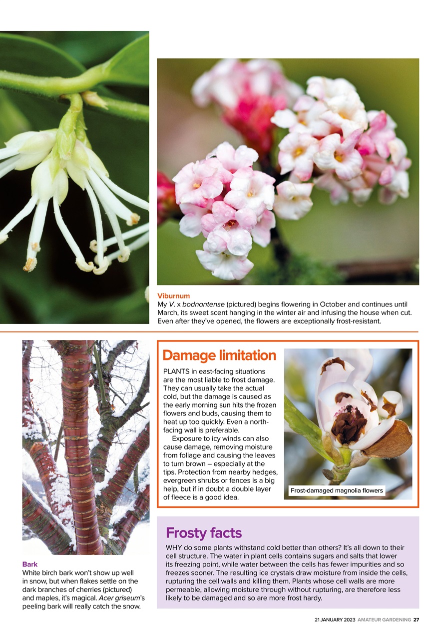 Amateur Gardening Preview Pages