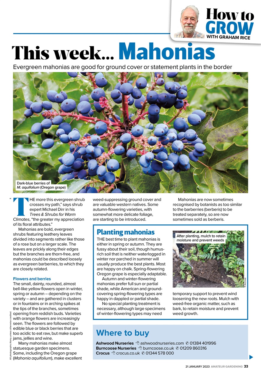 Amateur Gardening Preview Pages