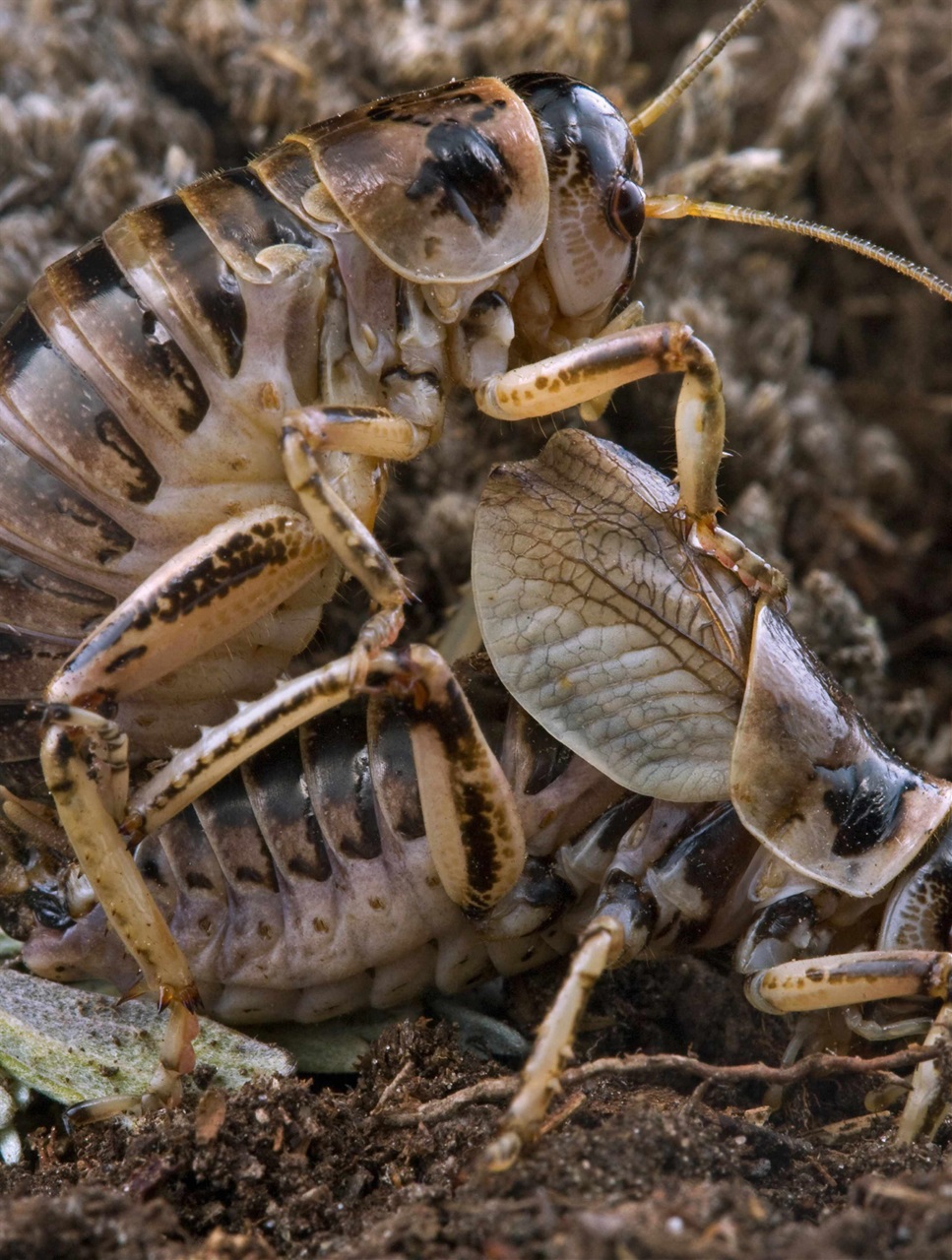 BBC Science Focus Magazine Preview Pages