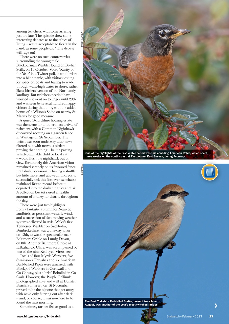 Birdwatch Magazine Preview Pages
