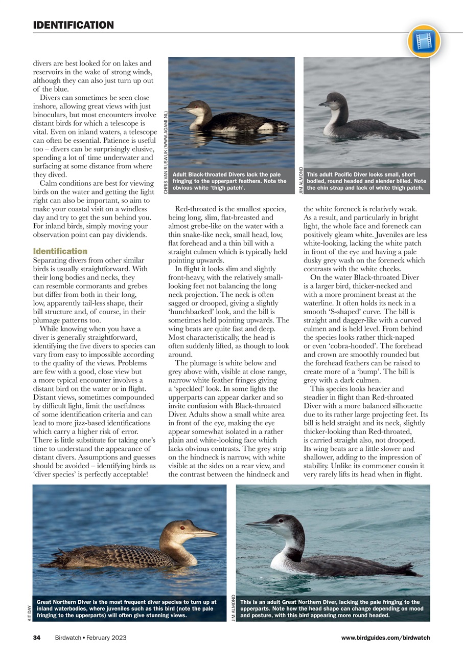 Birdwatch Magazine Preview Pages