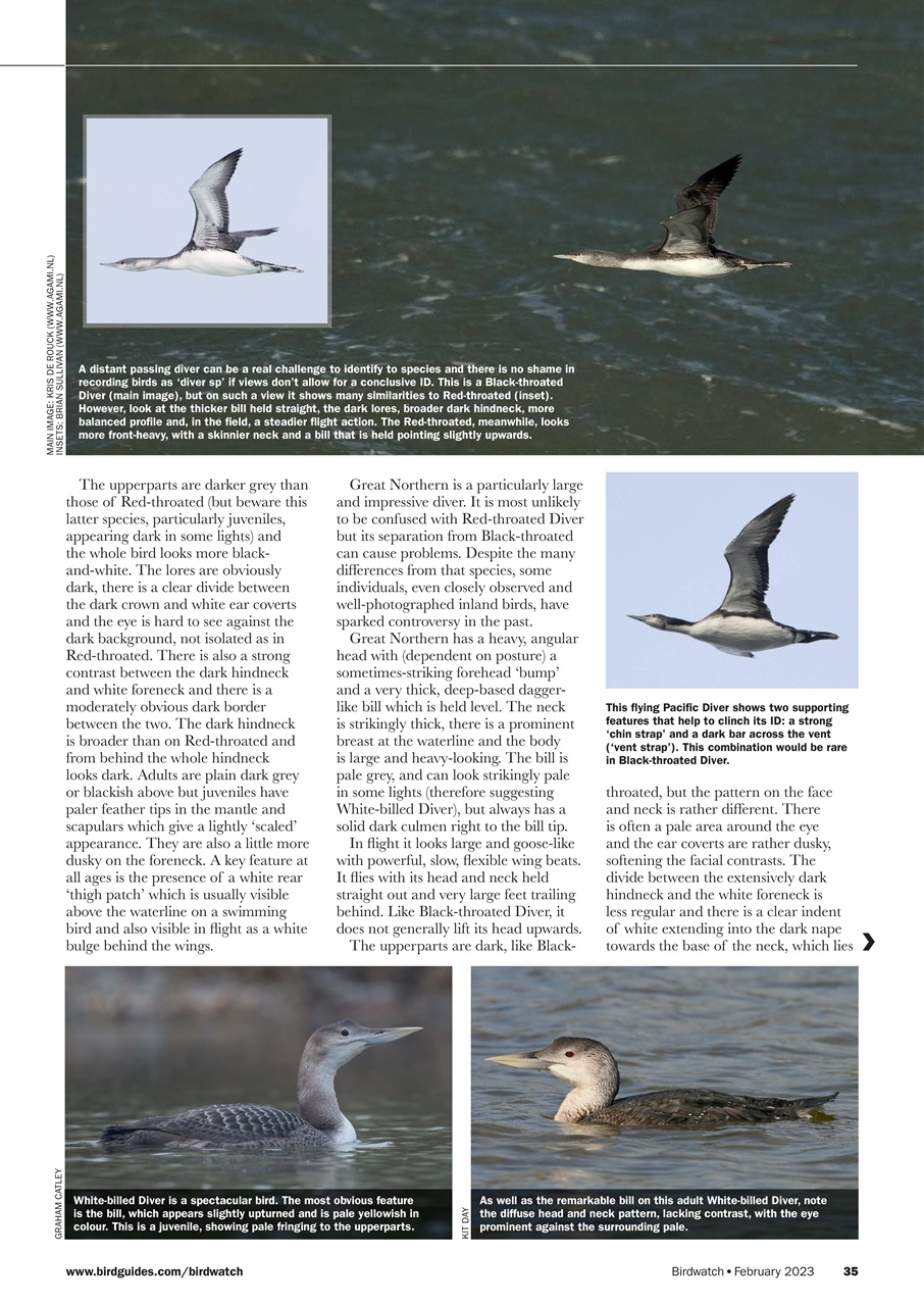 Birdwatch Magazine Preview Pages
