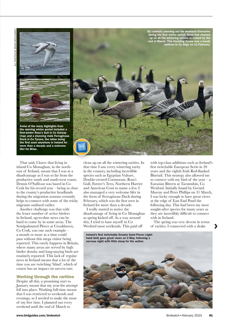 Birdwatch Magazine Preview Pages