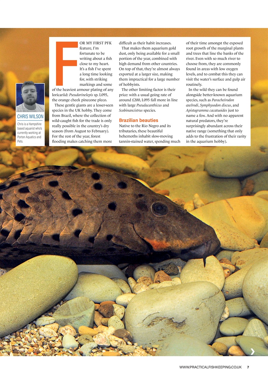 Practical Fishkeeping Preview Pages