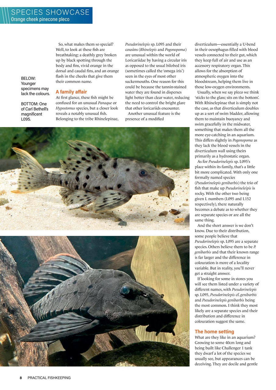 Practical Fishkeeping Preview Pages