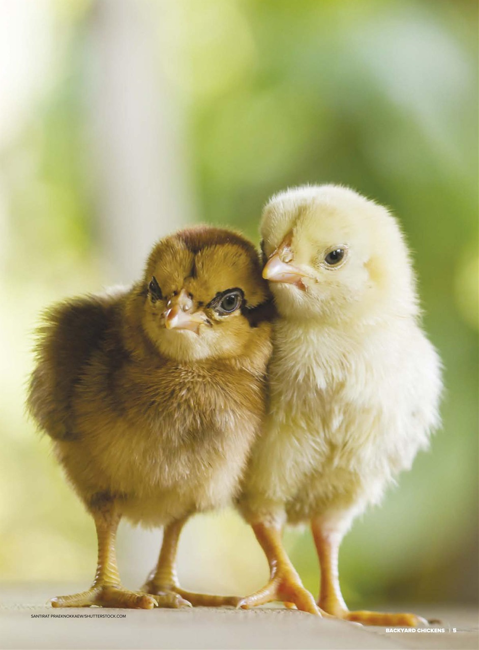 Chickens Magazine Preview Pages