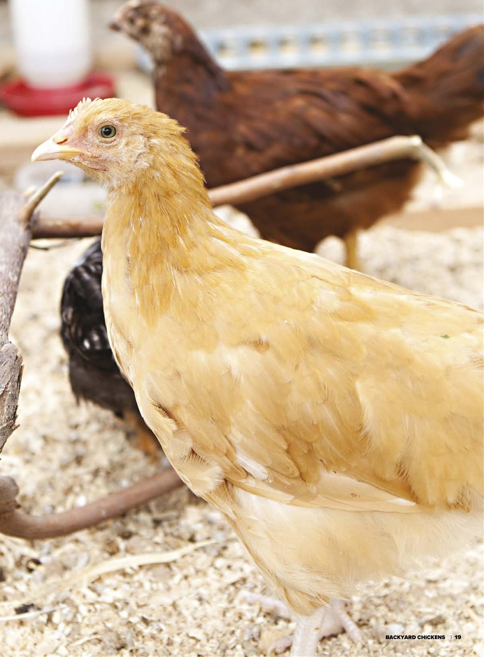 Chickens Magazine Preview Pages