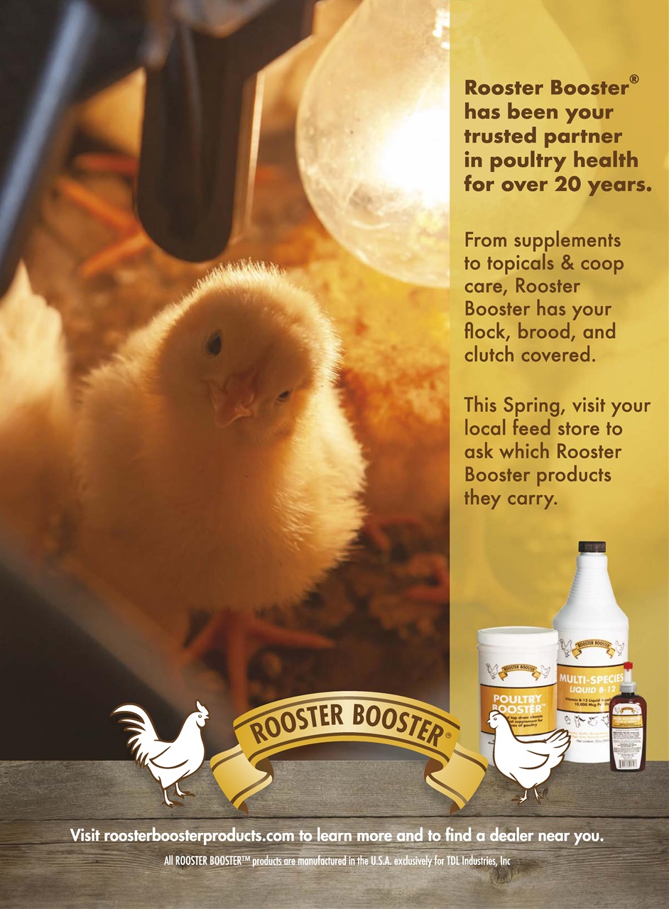 Chickens Magazine Preview Pages