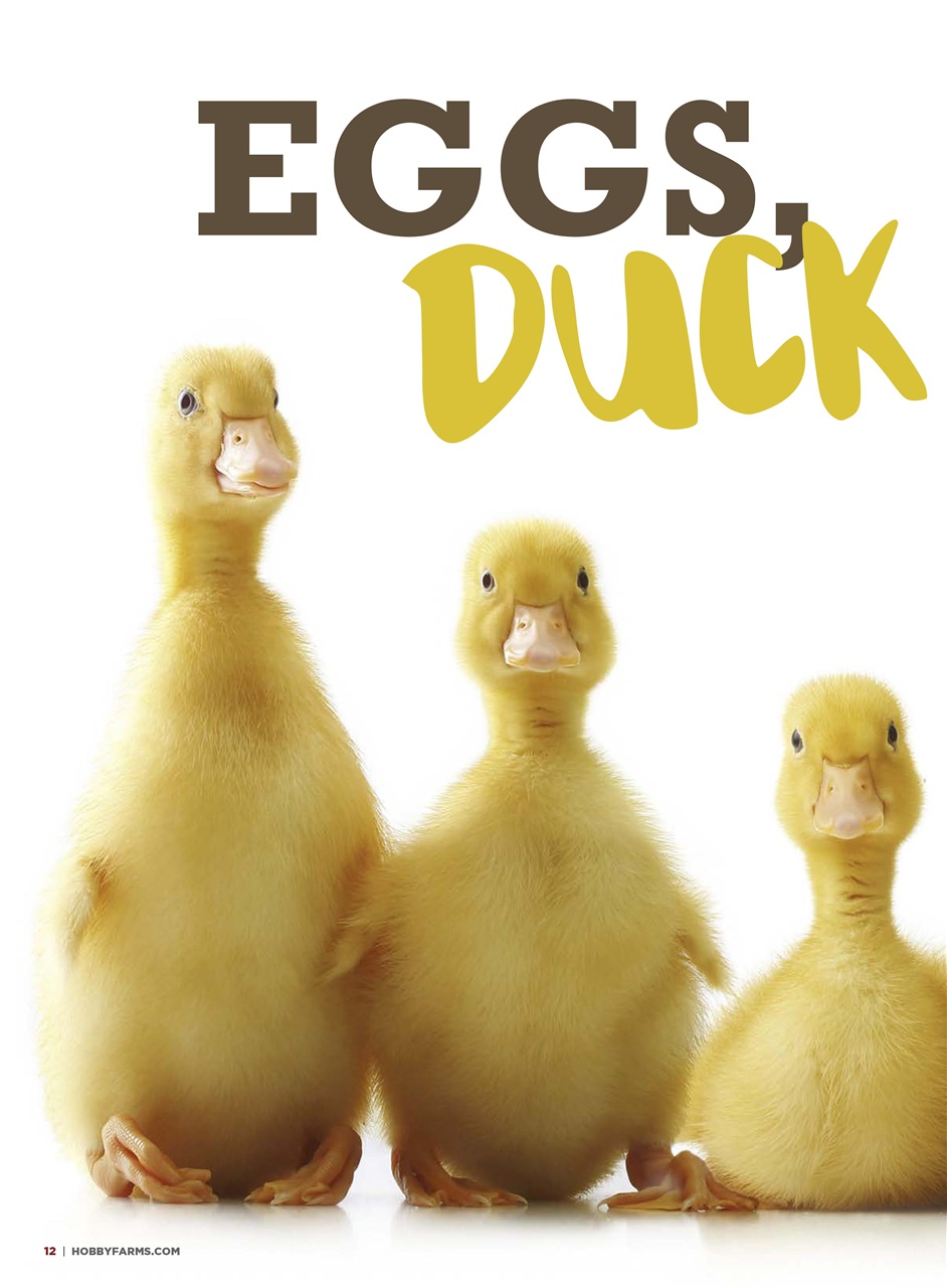 Chickens Magazine Preview Pages