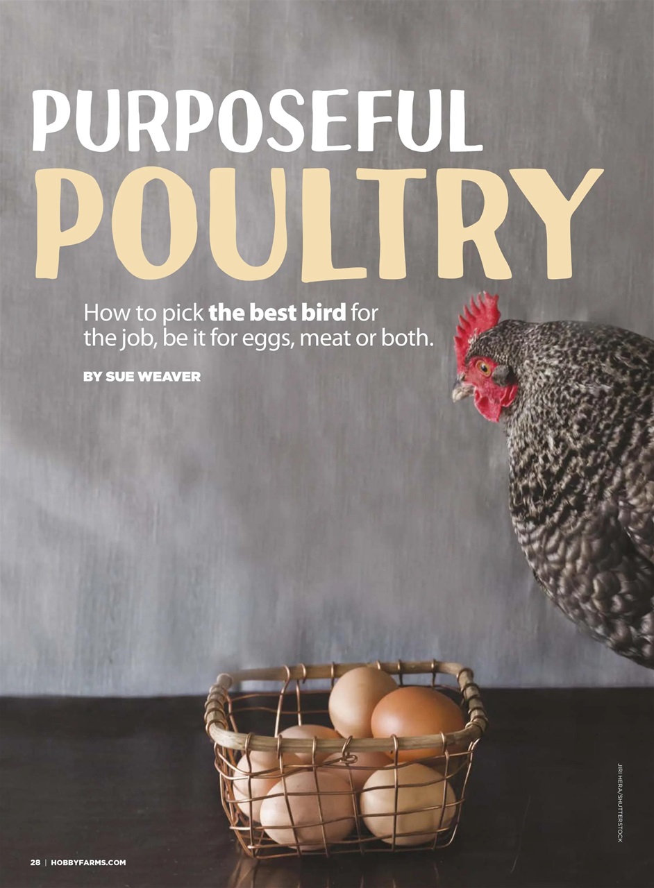 Chickens Magazine Preview Pages