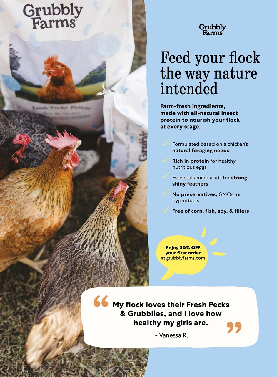 Chickens Magazine Preview Pages