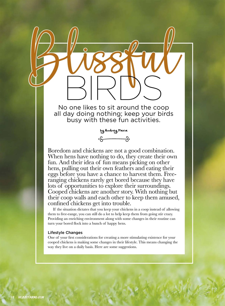 Chickens Magazine Preview Pages