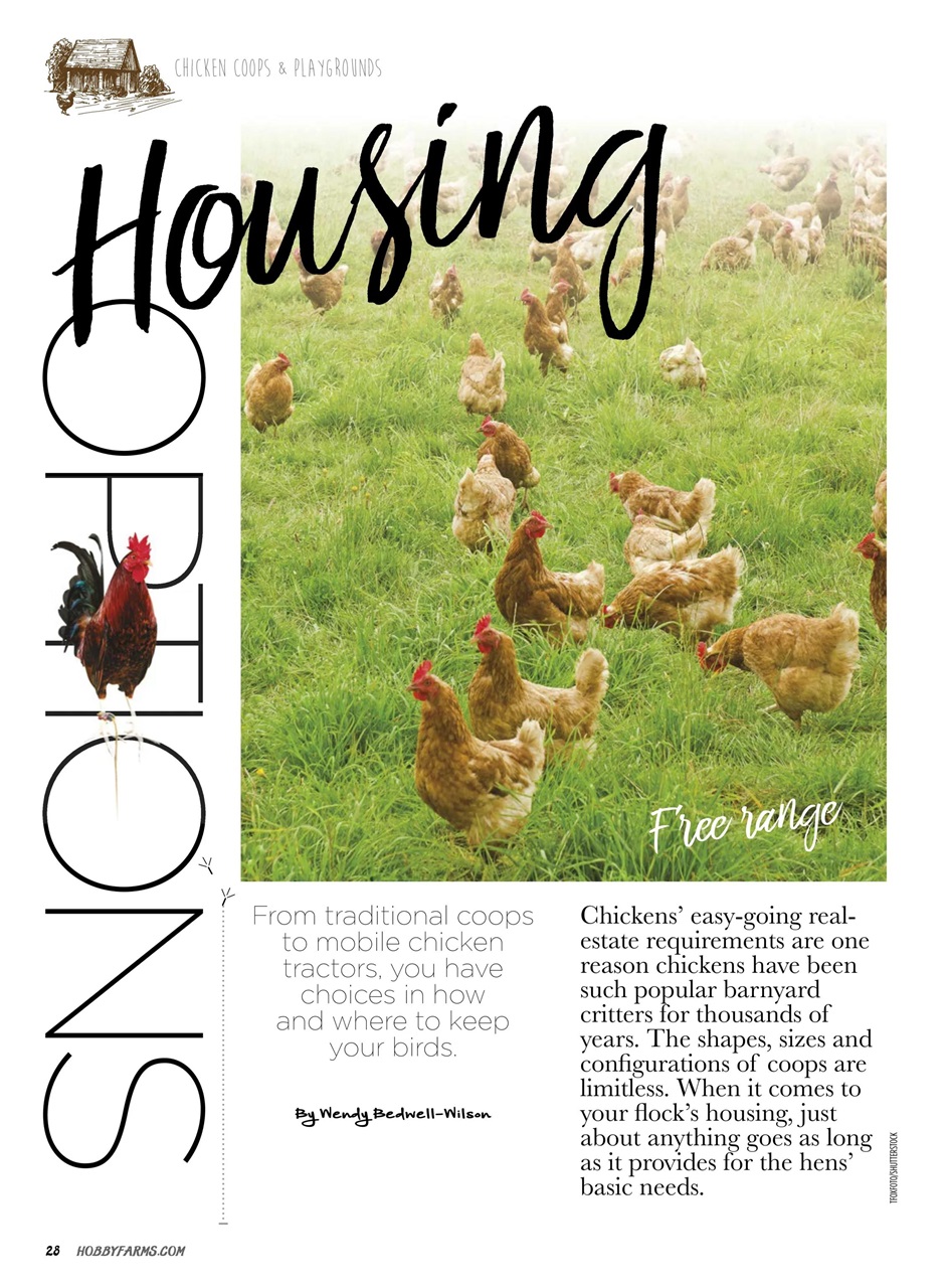 Chickens Magazine Preview Pages