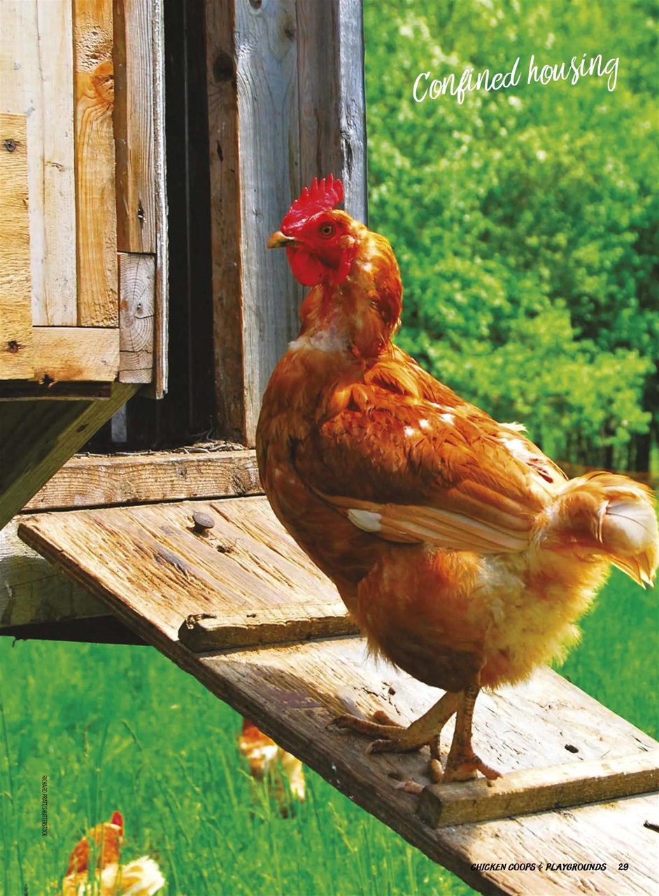 Chickens Magazine Preview Pages