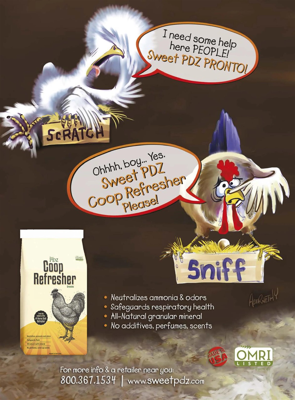 Chickens Magazine Preview Pages