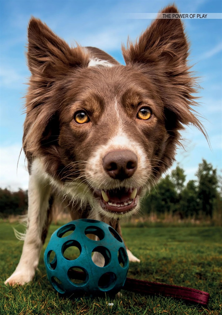 Edition Dog Preview Pages