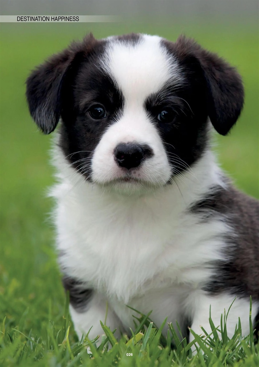 Edition Dog Preview Pages