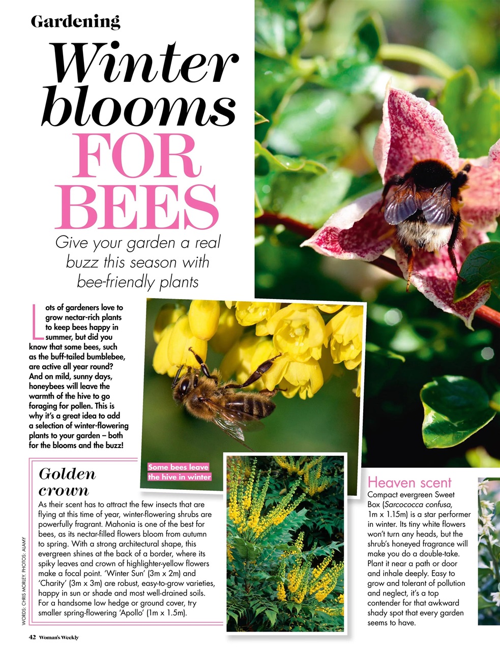 Woman's Weekly Preview Pages