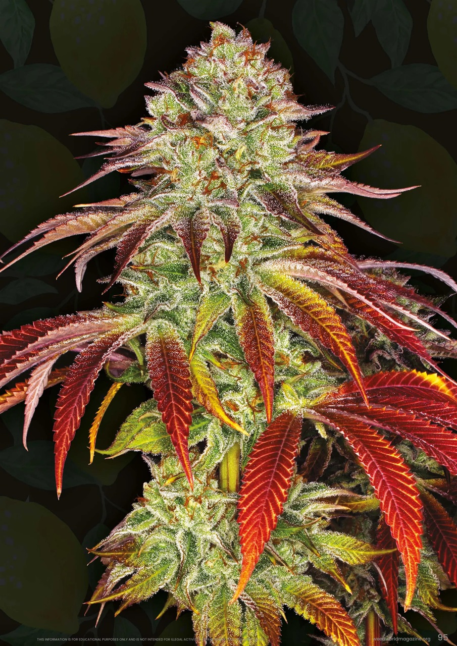 Weed World Preview Pages