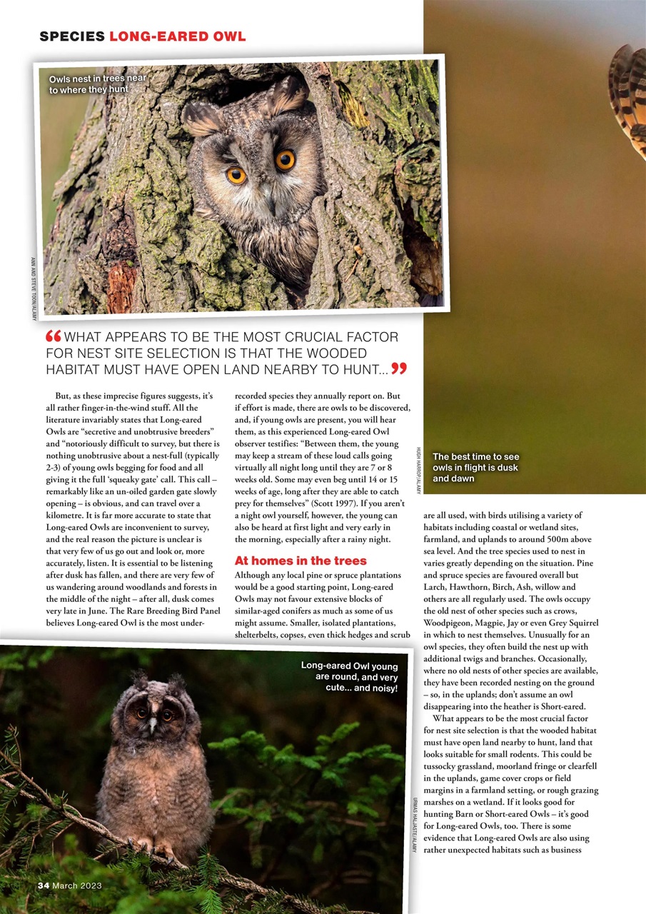 Bird Watching Preview Pages