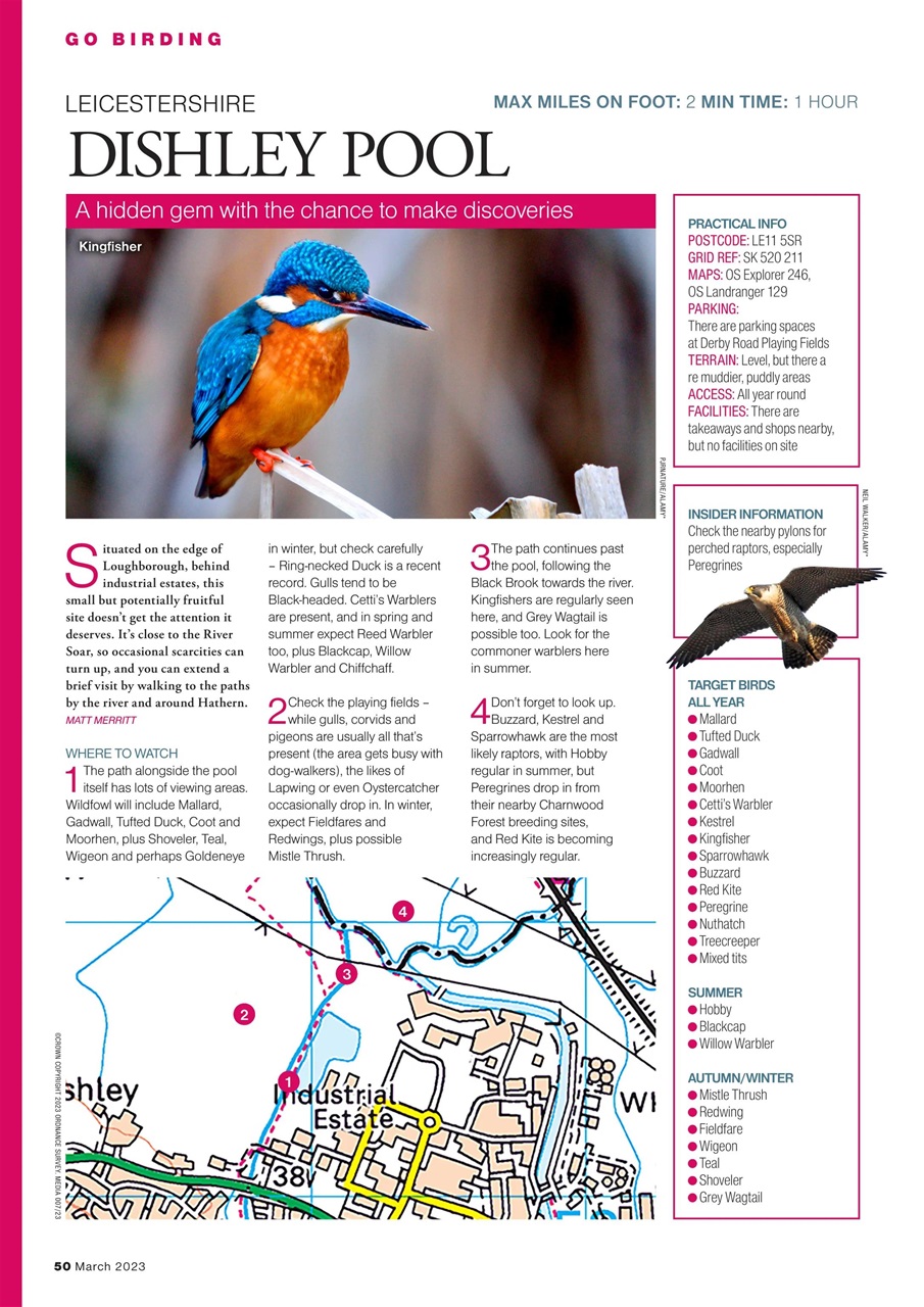 Bird Watching Preview Pages