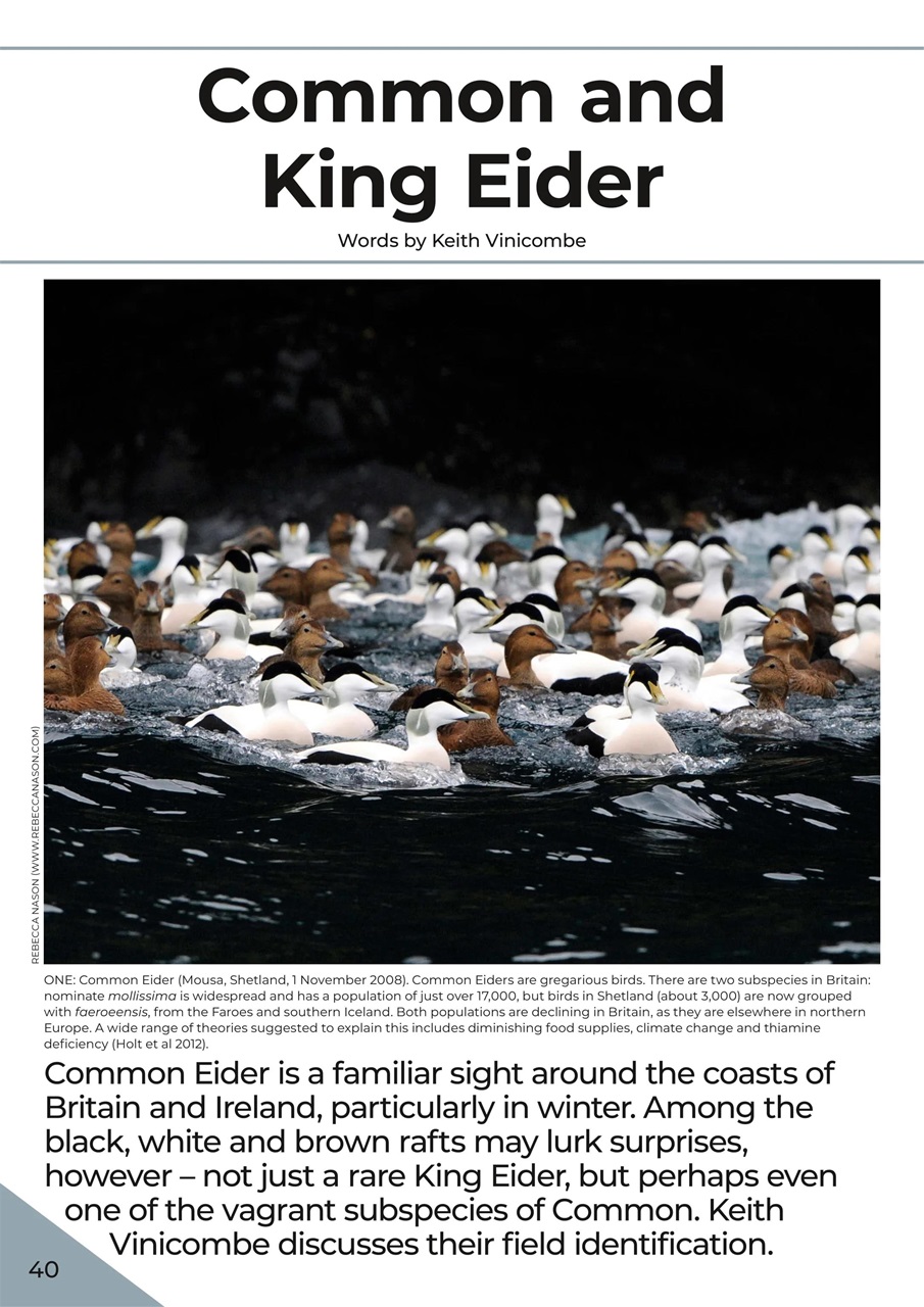 Birdwatch Magazine Preview Pages