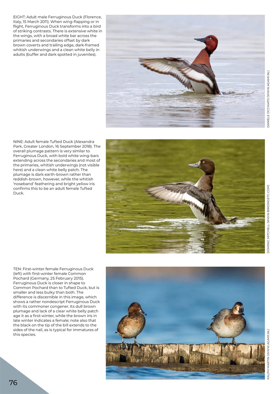 Birdwatch Magazine Preview Pages
