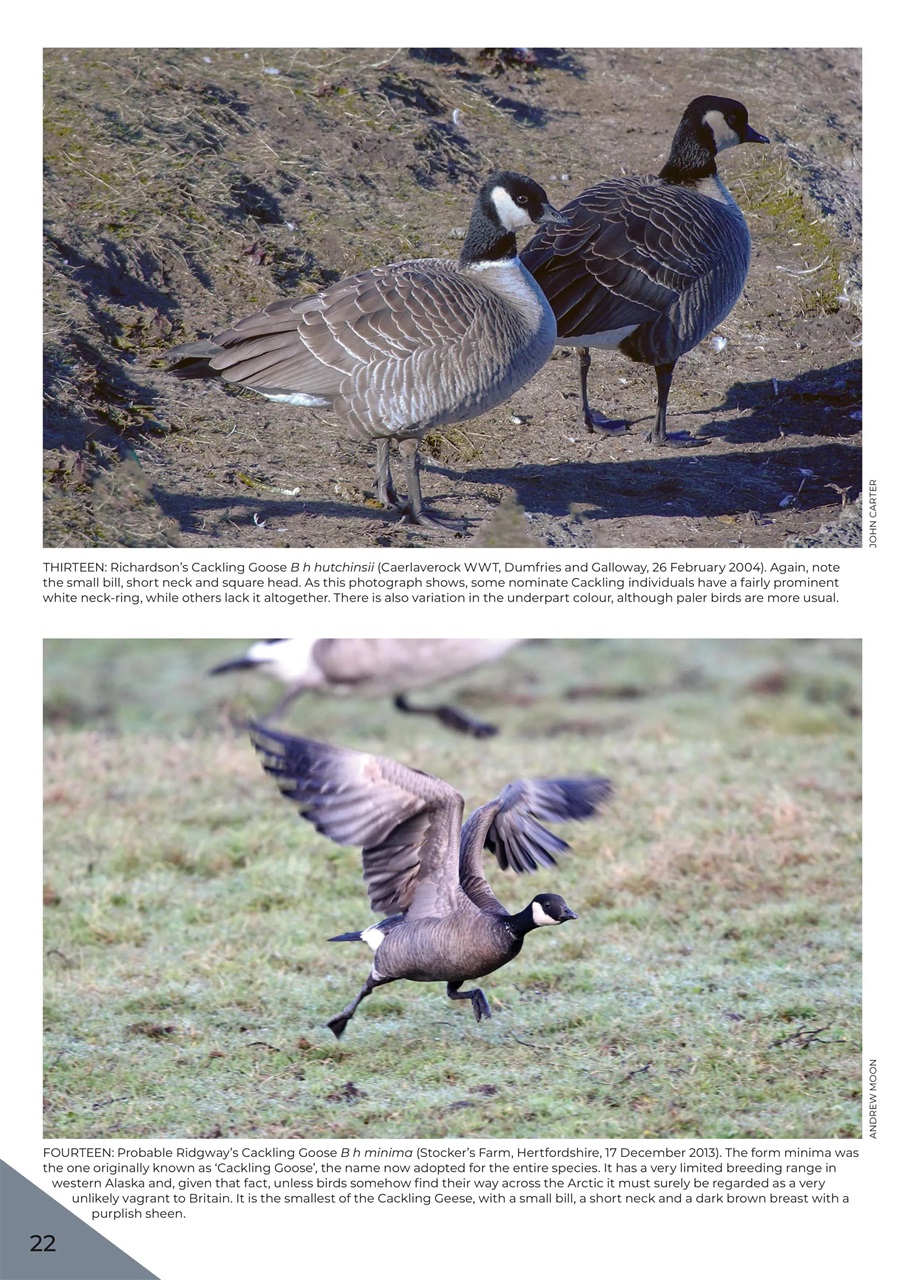 Bird ID Photo Guides Preview Pages