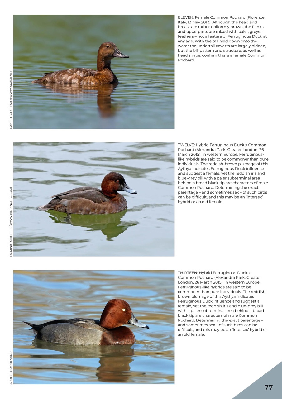 Bird ID Photo Guides Preview Pages