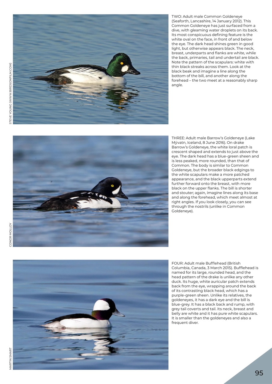 Bird ID Photo Guides Preview Pages