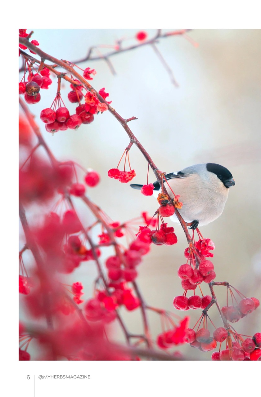 My Herbs Magazine Preview Pages