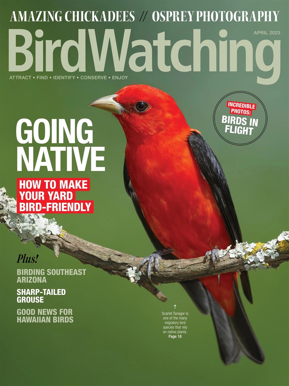 BirdWatching Preview Pages