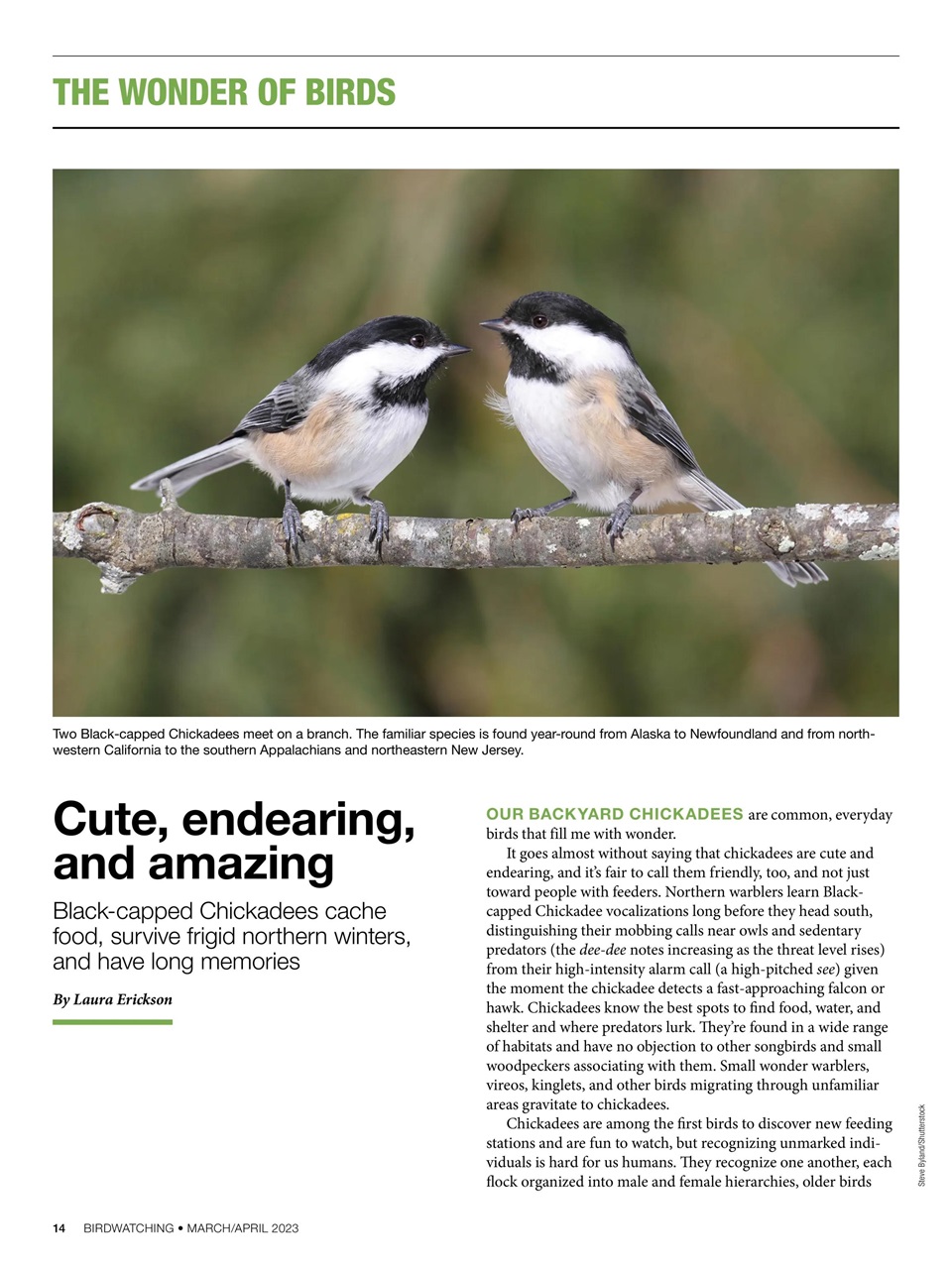 BirdWatching Preview Pages