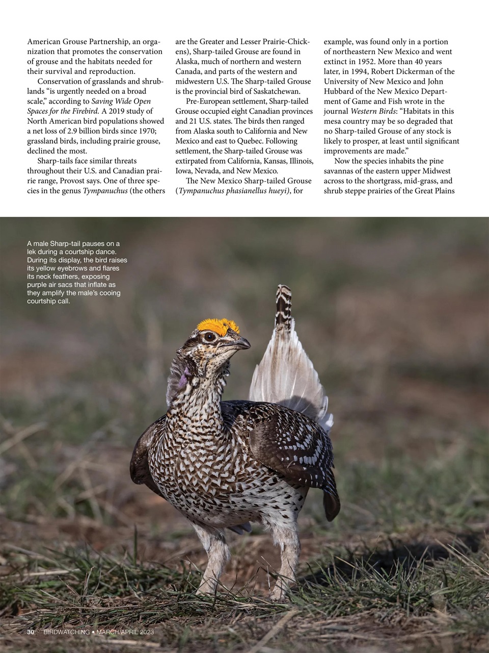 BirdWatching Preview Pages