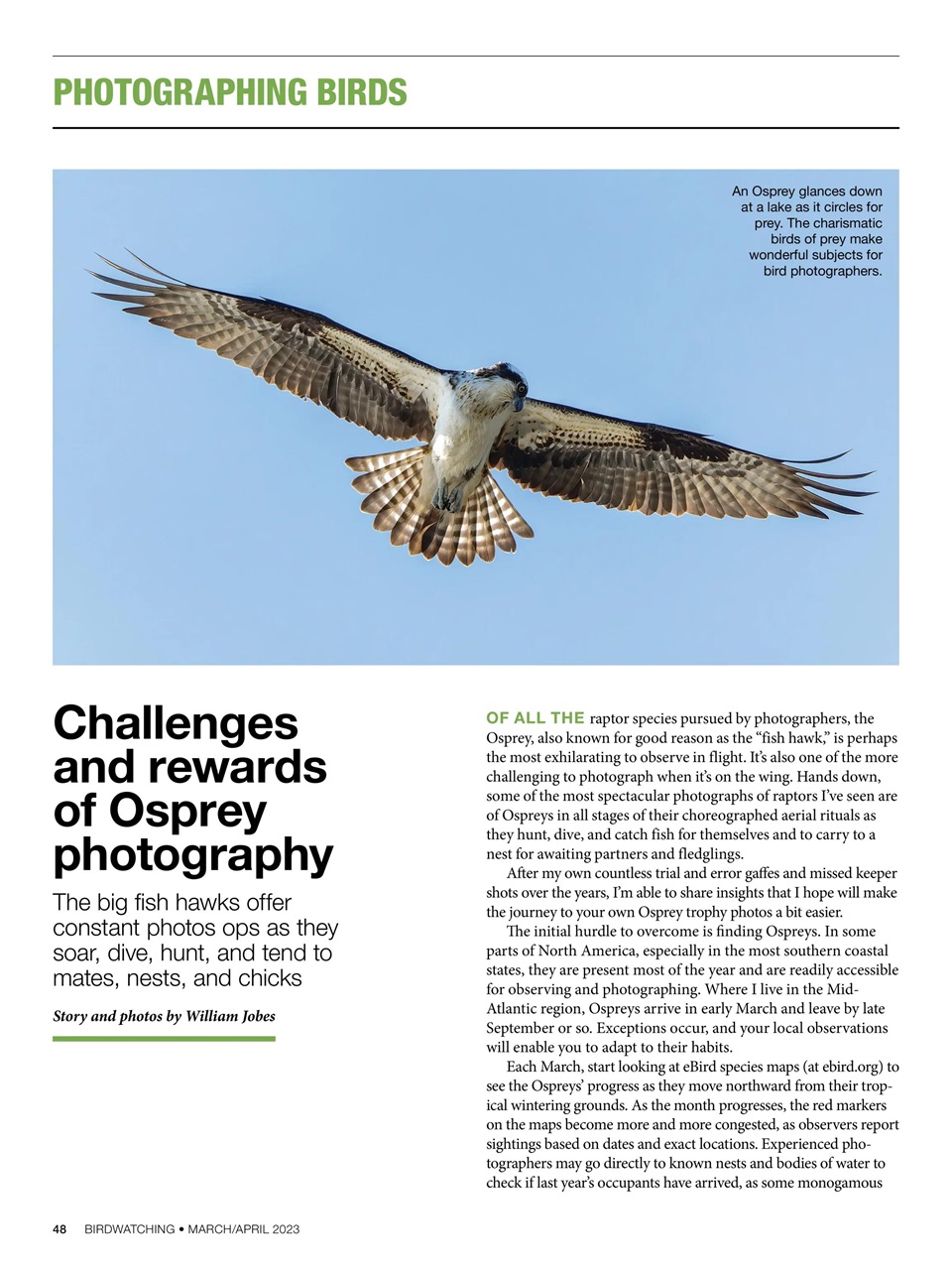 BirdWatching Preview Pages