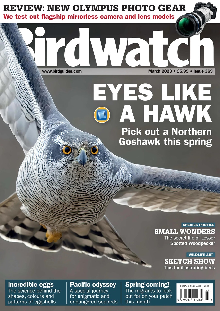 Birdwatch Magazine Preview Pages