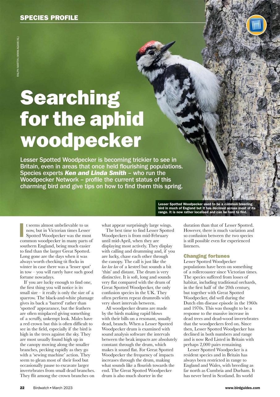Birdwatch Magazine Preview Pages