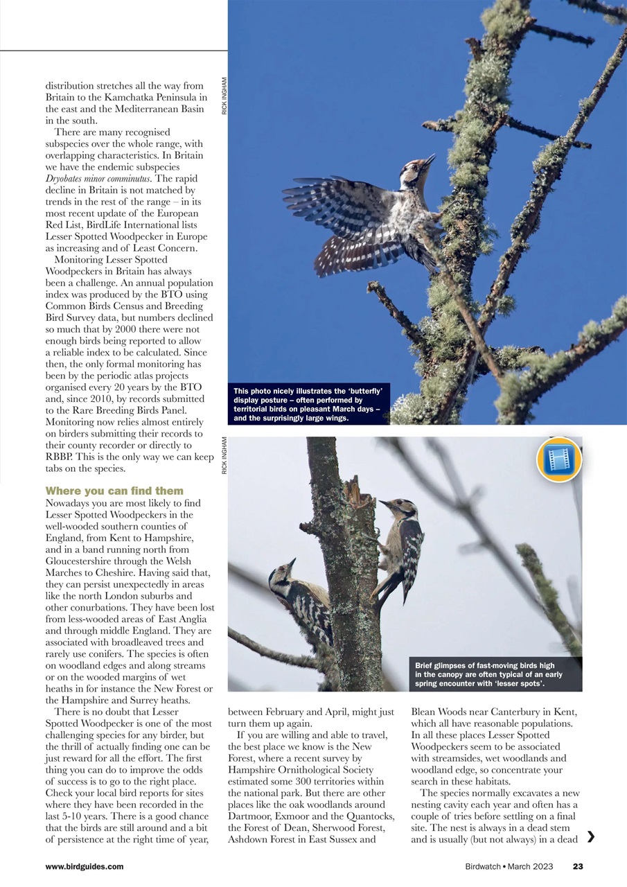 Birdwatch Magazine Preview Pages
