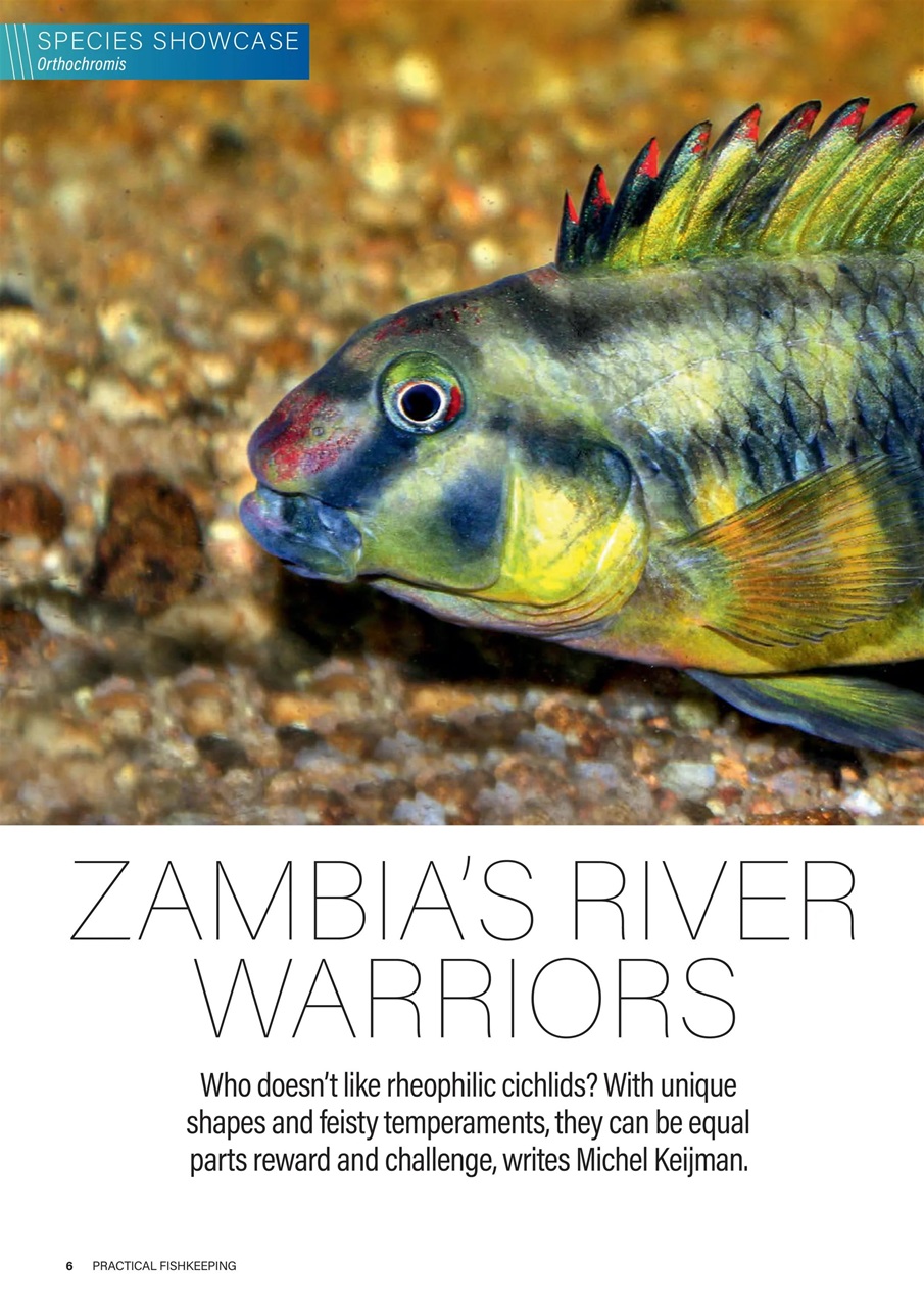 Practical Fishkeeping Preview Pages