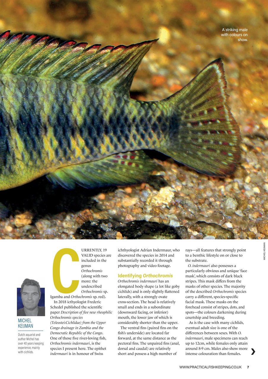 Practical Fishkeeping Preview Pages