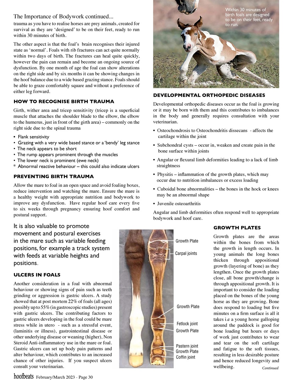 Hoofbeats Preview Pages