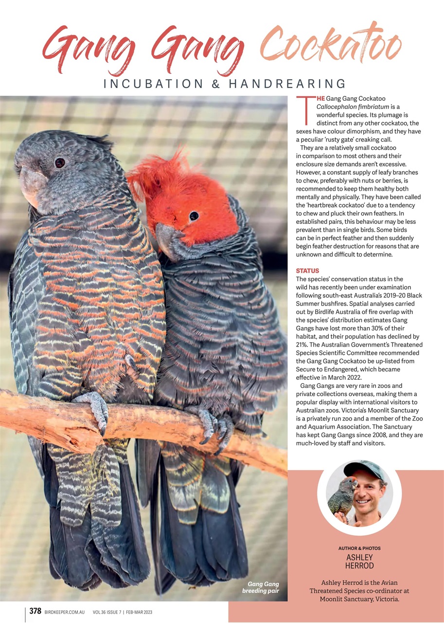 Australian Birdkeeper Magazine Preview Pages