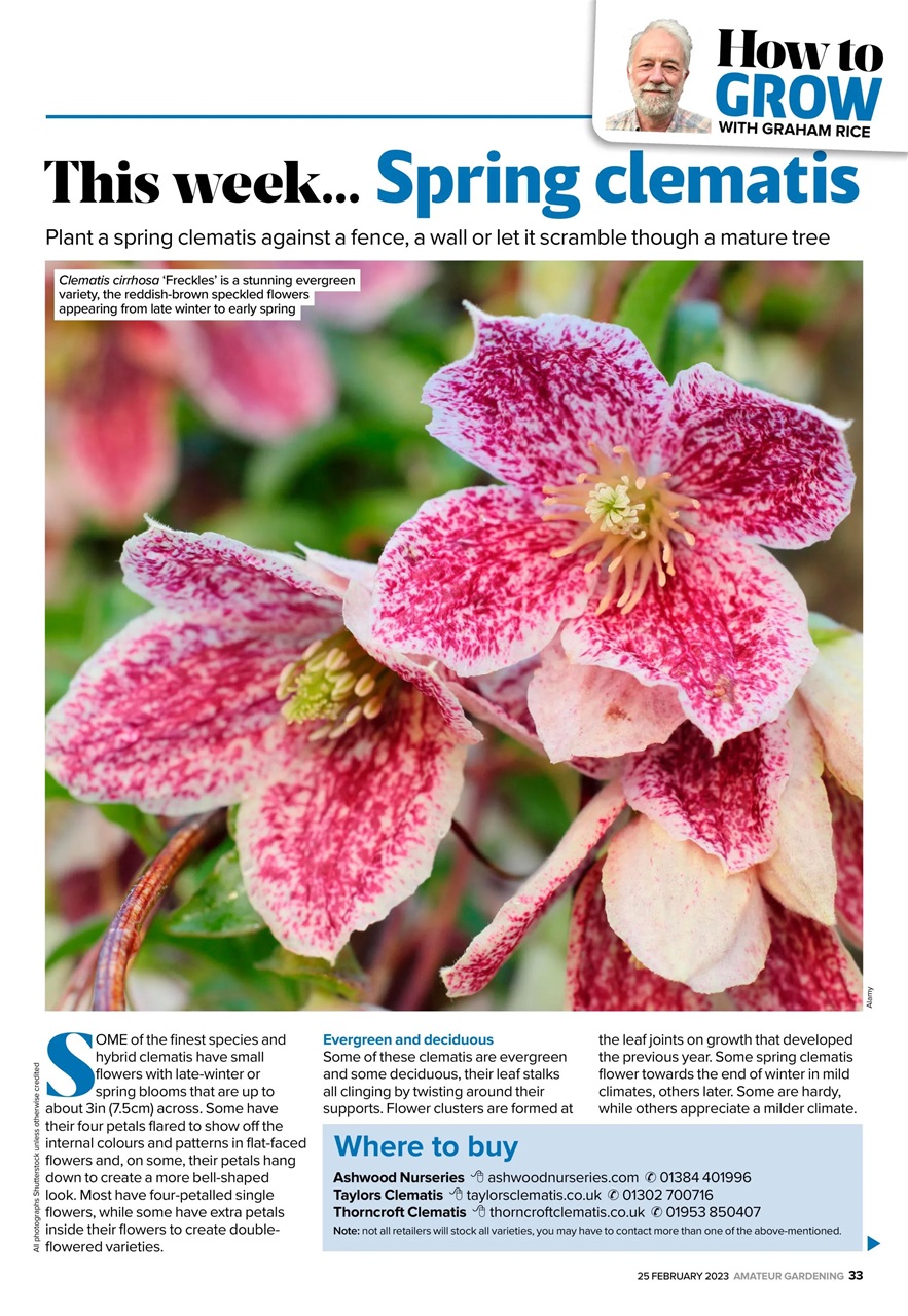 Amateur Gardening Preview Pages